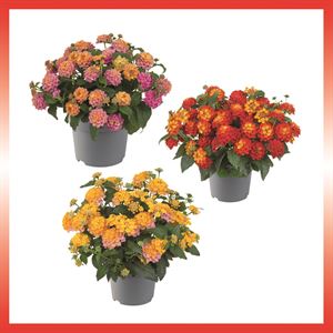 Afbeelding van Ej Lantana P19 Divers